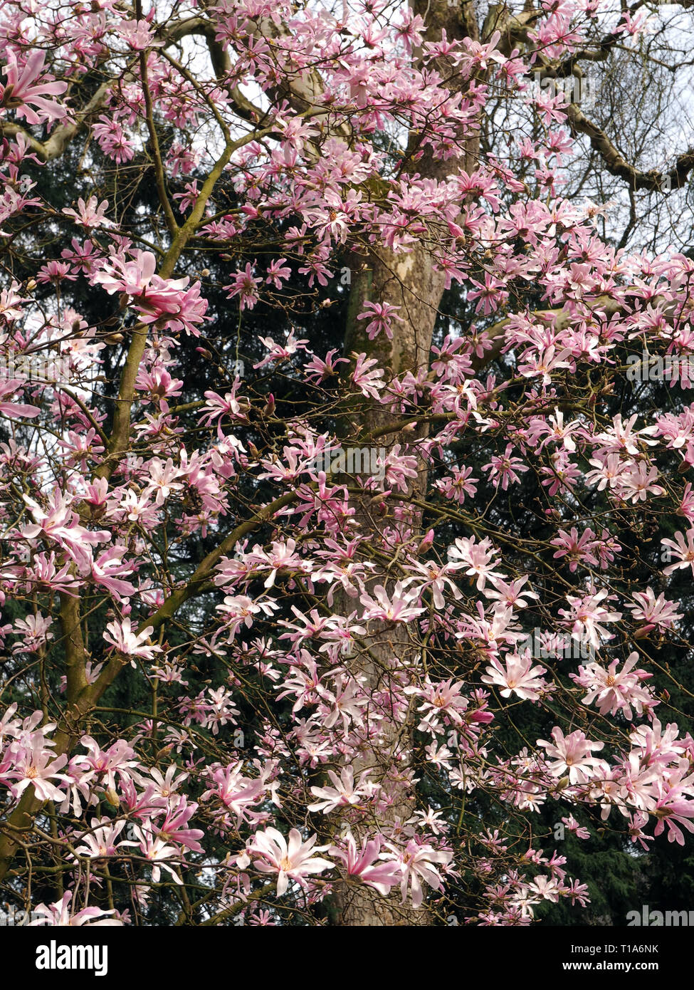 Beautiful pink blooming magnolia flowers in spring Stock Photo - Alamy