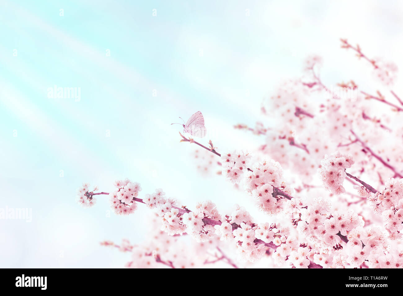 Cherry tree spring branches with pink flowers and butterfly on the blurred  blue background. Sakura blossom Stock Photo - Alamy, image size:1300x956