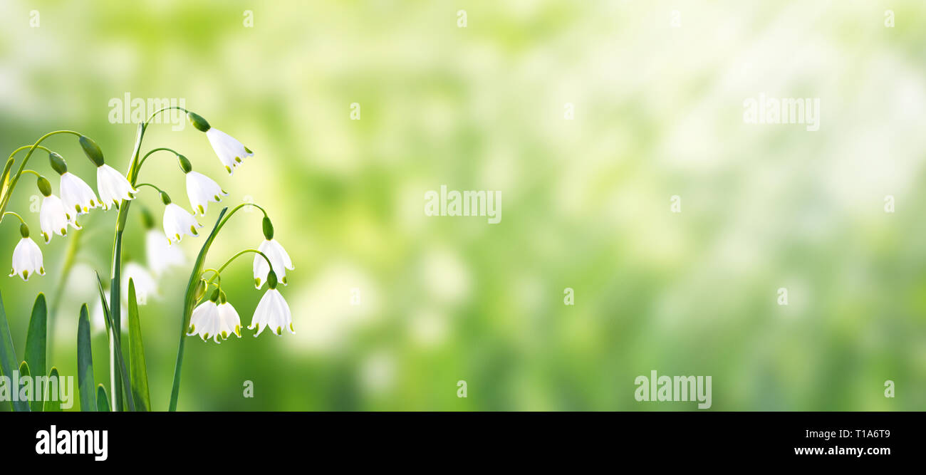 White snowdrop or galanthus flowers on the spring blurred garden horizontal background Stock Photo