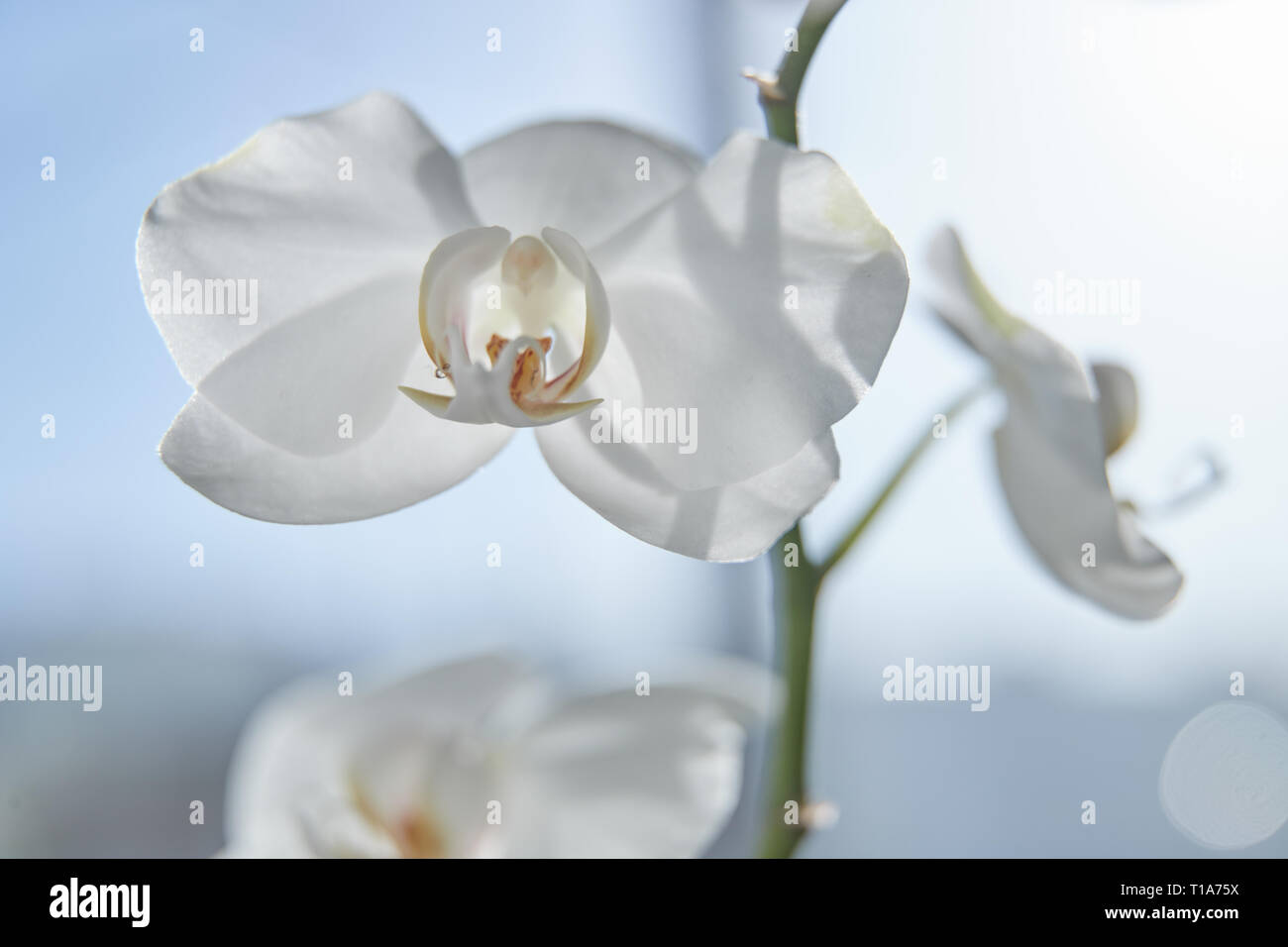 White orchids on sun light, the green bud, a new flower, a butterfly, macro, Phalaenopsis, Doritis, Grafia, Kingidium, Kingiella, Lesliea, Synadena, S Stock Photo
