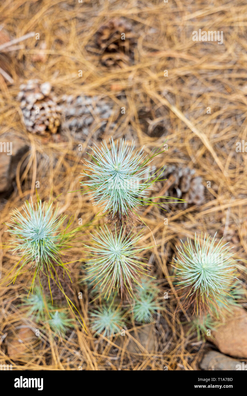 Young pine seedling growing in hi-res stock photography and images - Alamy