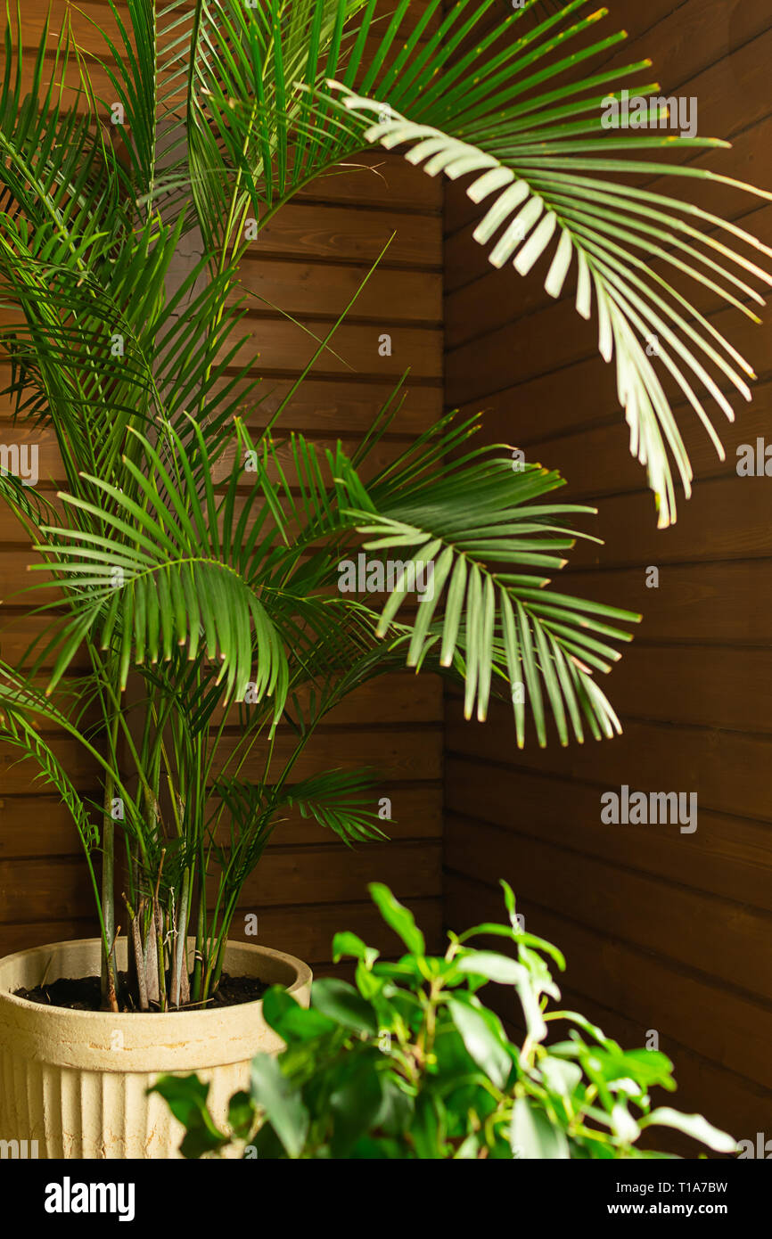 A large green tropical palm tree plant in a pot in the conservatory ...