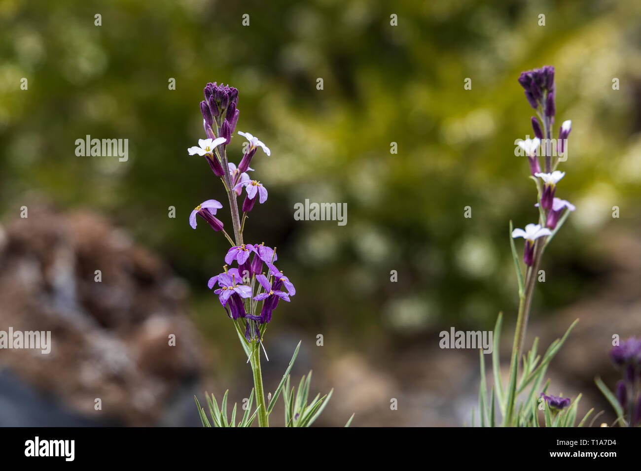 Erysimum scoparium, brassicaeceae, flowering in spring, Canary wallflower, Tenerife, Canary Islands, Spain Stock Photo