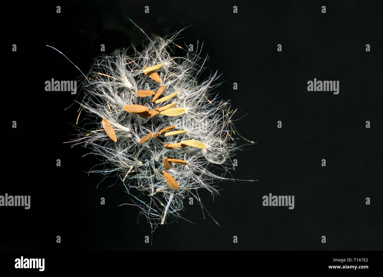 dandelion seed flying in the air with black background. Stock Photo