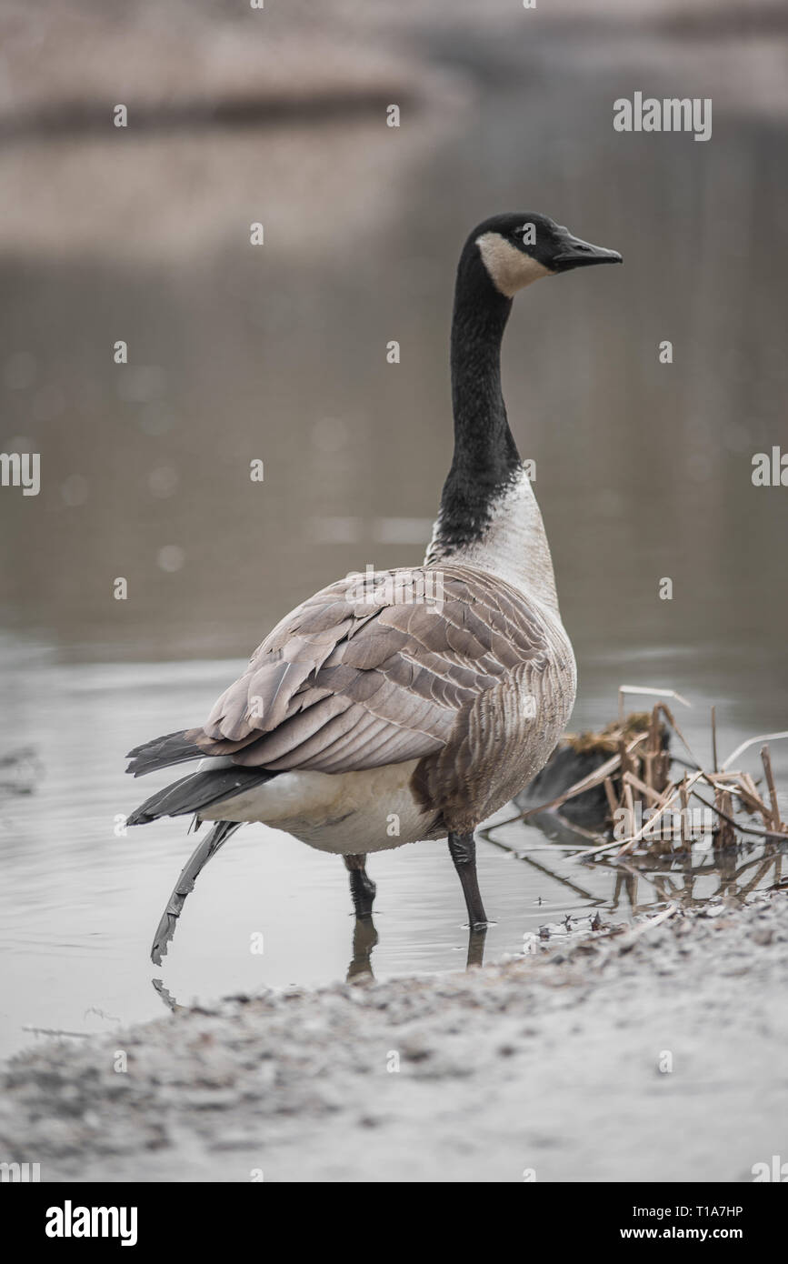 burberry iphone 11 pro case