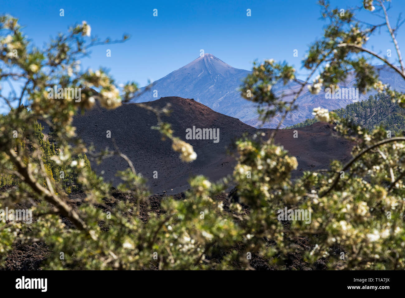 Mount Teide and the Chinyero volcano seen through the branches of a flowering Chamaecytisus proliferus shrub in the volcanic landscape, Chinyero, Tene Stock Photo