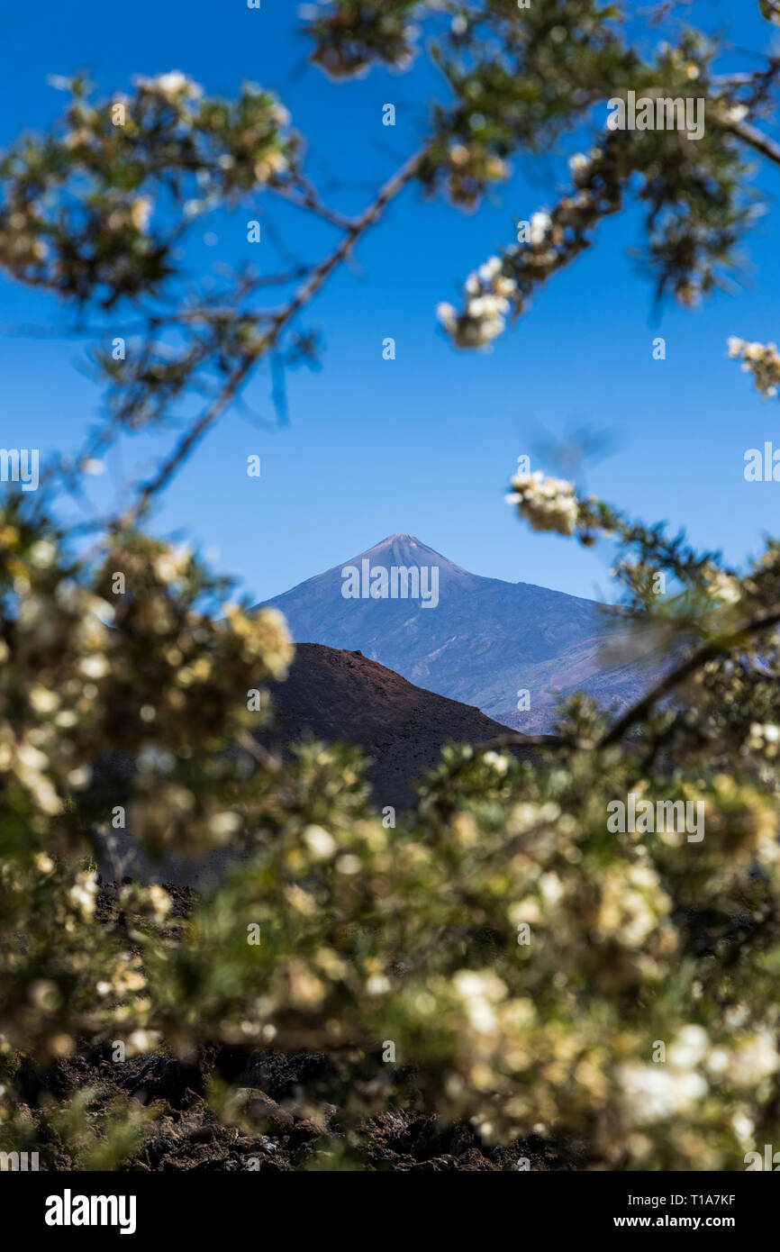 Mount Teide and the Chinyero volcano seen through the branches of a flowering Chamaecytisus proliferus shrub in the volcanic landscape, Chinyero, Tene Stock Photo