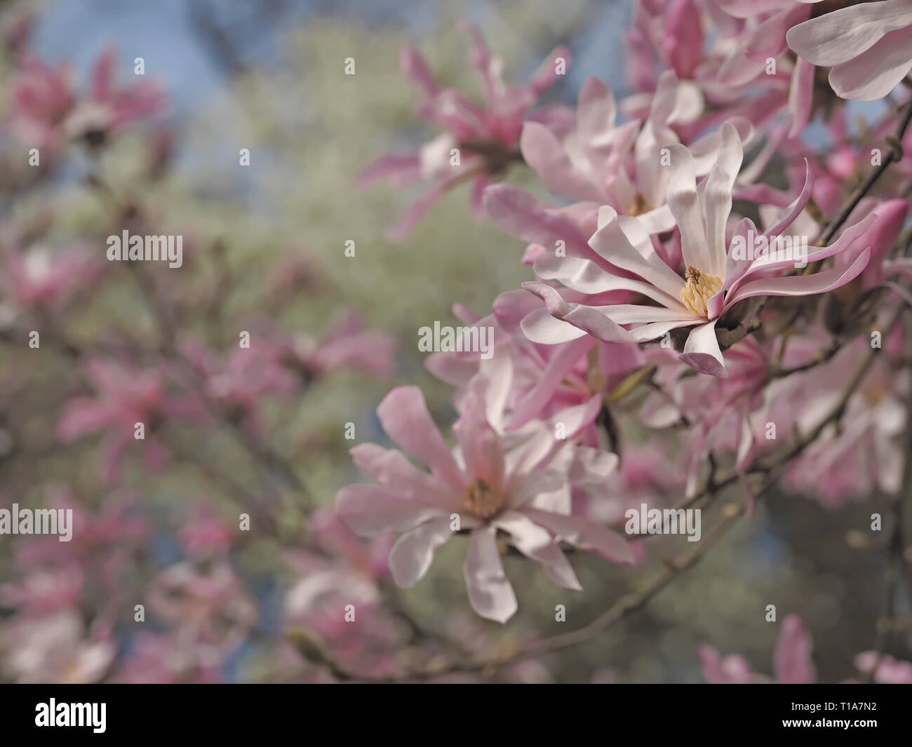 Beautiful pink blooming magnolia flowers in spring Stock Photo - Alamy