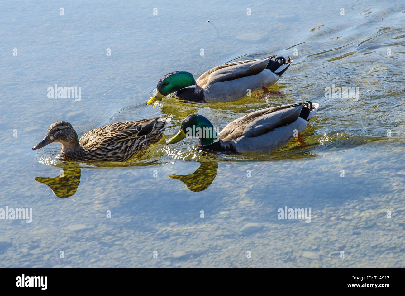 Waterfowl family hi-res stock photography and images - Alamy