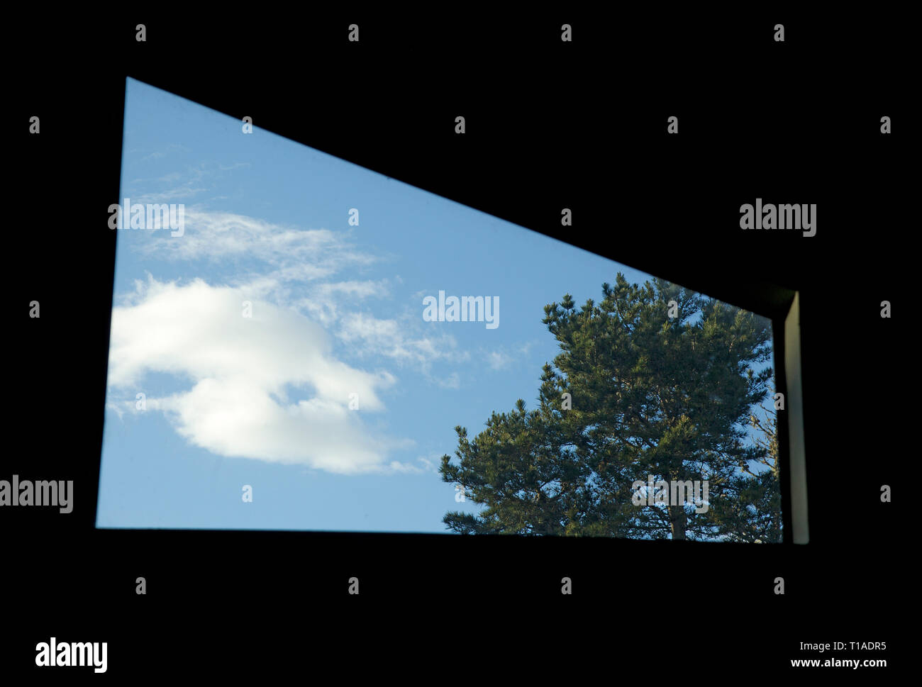 Pine Tree and Cloud Framed in an Irregular trapezoid window Stock Photo