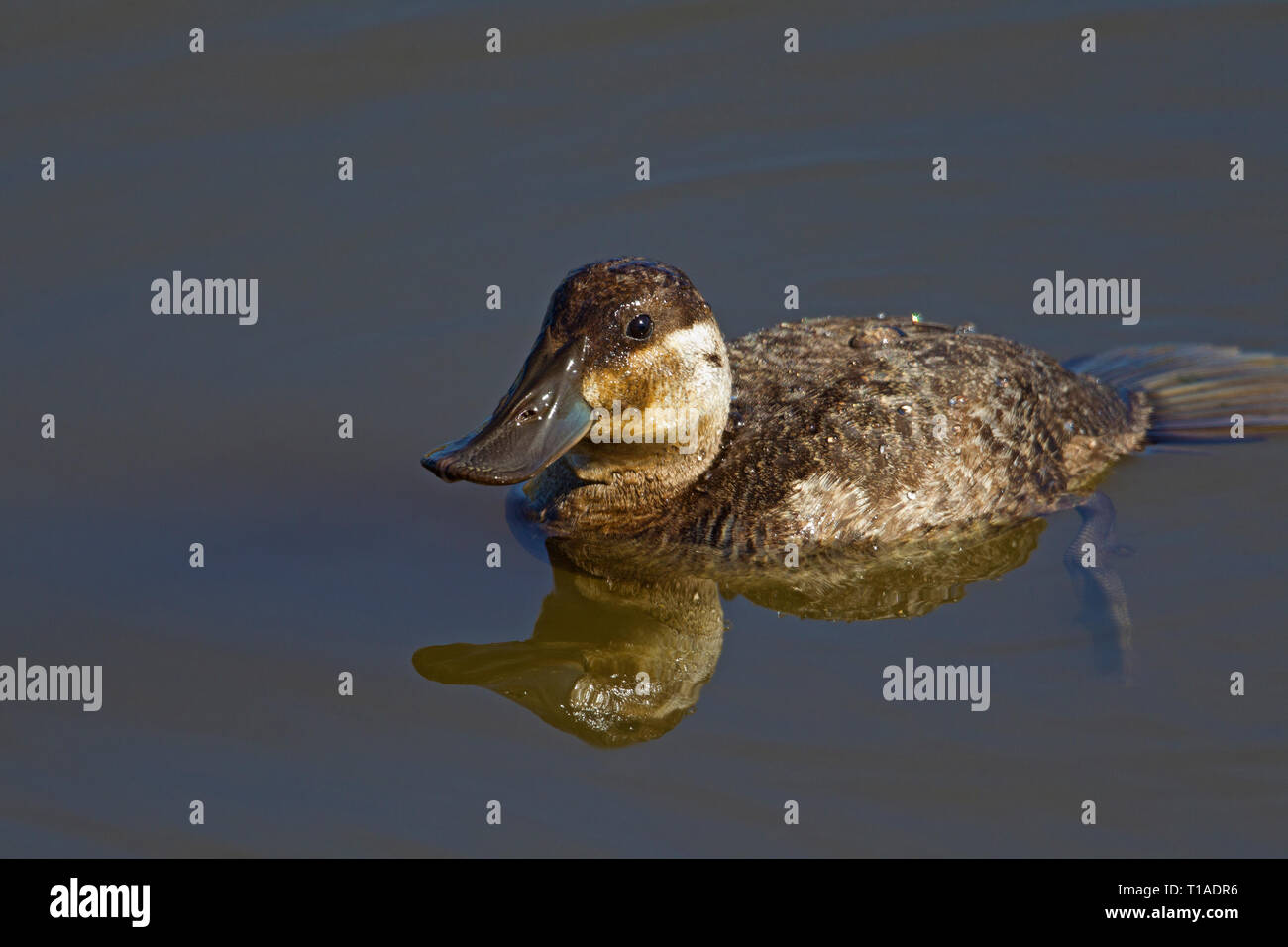Ruddy duck female closeup foot visible under water hires stock