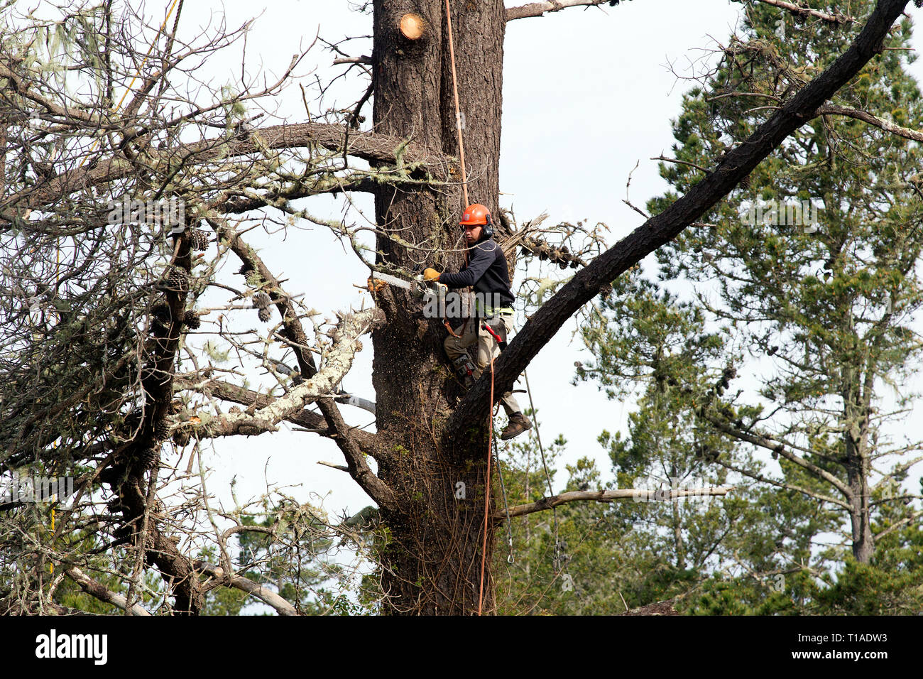 Worker in a Tree Using Chain Saw to Prune Limbs Stock Photo
