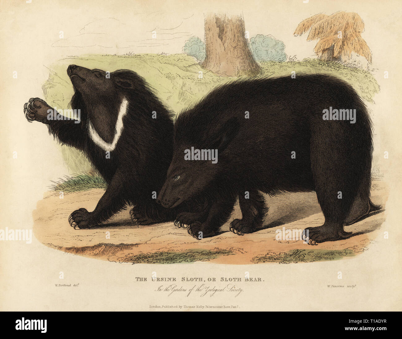 Sloth bear, Melursus ursinus. Vulnerable. The Ursine Sloth in the Gardens of the Zoological Society. Handcoloured copperplate engraved by W. Panormo after an illustration by W. Berthoud from William Smellie’s translation of Count Georges Buffon’s History of the Earth and Animated Nature, Thomas Kelly, London, 1829. Stock Photo