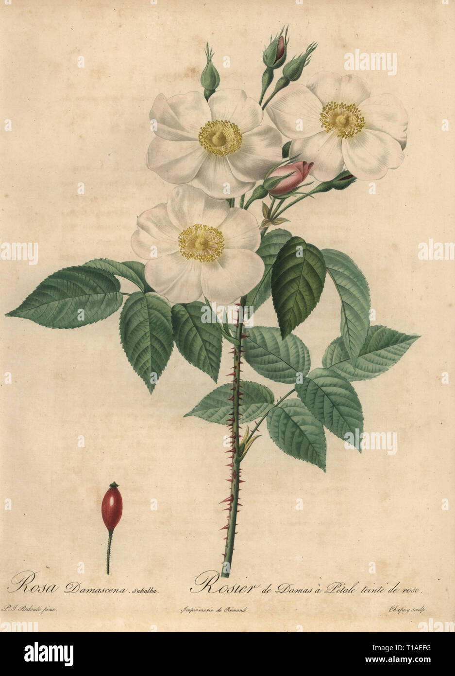 White Damask rose, Rosa x damascena. Rosa damascena subalba, Rosier de Damas a Petale teinte de rose. Stipple copperplate engraving by Jean Baptiste Chapuy handcoloured a la poupee after a botanical illustration by Pierre-Joseph Redoute from the first folio edition of Les Roses, Firmin Didot, Paris, 1817. Stock Photo