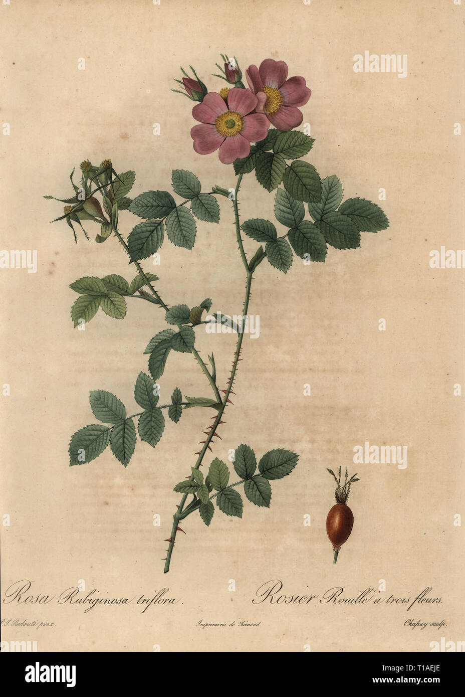 Pink sweetbriar rose, Rosa rubiginosa triflora, Rosier Rouille a trois fleurs. Stipple copperplate engraving by Jean Baptiste Chapuy handcoloured a la poupee after a botanical illustration by Pierre-Joseph Redoute from the first folio edition of Les Roses, Firmin Didot, Paris, 1817. Stock Photo