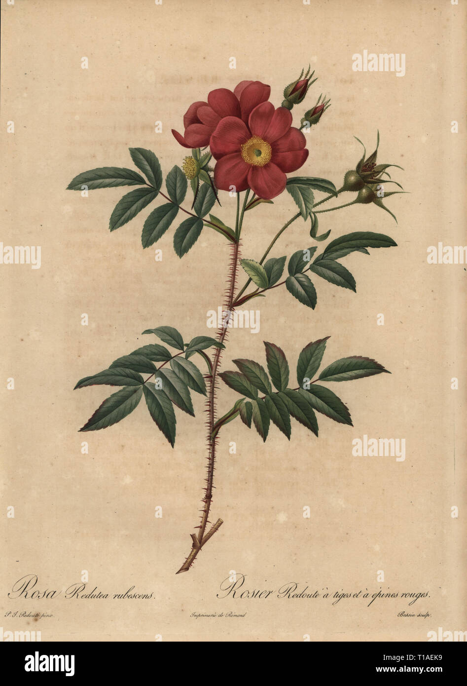 Red rose, Rosa redutea rubescens, Rosier Redoute a tiges et a epines rouges. Stipple copperplate engraving by Rosine-Antoinette Bessin handcoloured a la poupee after a botanical illustration by Pierre-Joseph Redoute from the first folio edition of Les Roses, Firmin Didot, Paris, 1817. Stock Photo