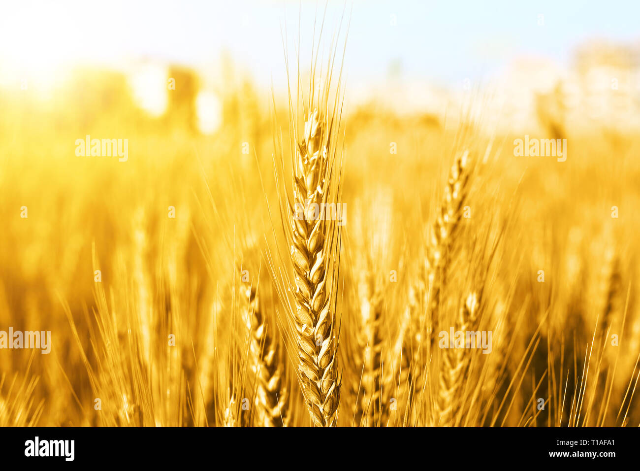 Picture of wheat fields for punjabi culture in baisakhi festival Stock Photo - Alamy Picture of wheat fields for punjabi culture in baisakhi festival Stock Photo - Alamy