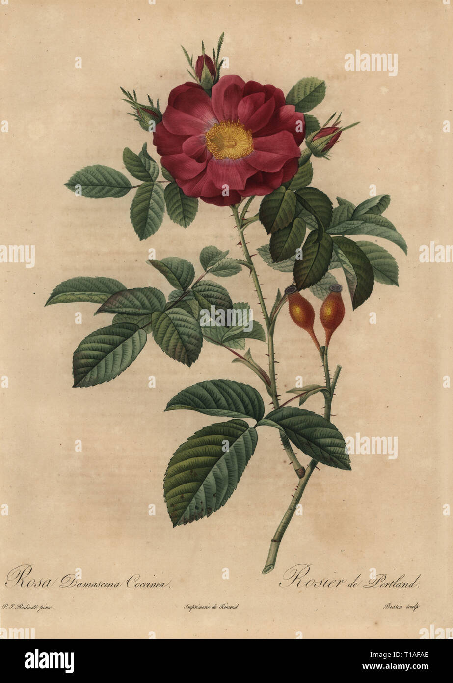 Scarlet damask rose, Rosa damascena coccinea, Rosier de Portland.  Hybrid of Rosa gallica and Rosa moschata. Stipple copperplate engraving by Rosine-Antoinette Bessin handcoloured a la poupee after a botanical illustration by Pierre-Joseph Redoute from the first folio edition of Les Roses, Firmin Didot, Paris, 1817. Stock Photo