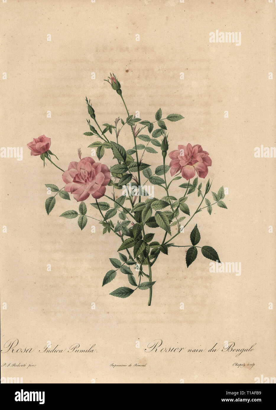 Pink miniature China rose, Rosa chinensis. Rosa indica pumila, Rosier nain du Bengale. Stipple copperplate engraving by Jean Baptiste Chapuy handcoloured a la poupee after a botanical illustration by Pierre-Joseph Redoute from the first folio edition of Les Roses, Firmin Didot, Paris, 1817. Stock Photo