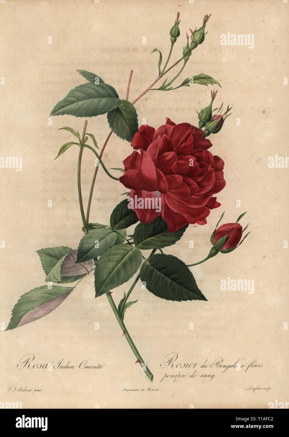 Crimson China rose, Rosa chinensis. Rosa indica cruenta, Rosier du Bengale a fleurs. Stipple copperplate engraving by Pierre Gabriel Langlois handcoloured a la poupee after a botanical illustration by Pierre-Joseph Redoute from the first folio edition of Les Roses, Firmin Didot, Paris, 1817. Stock Photo
