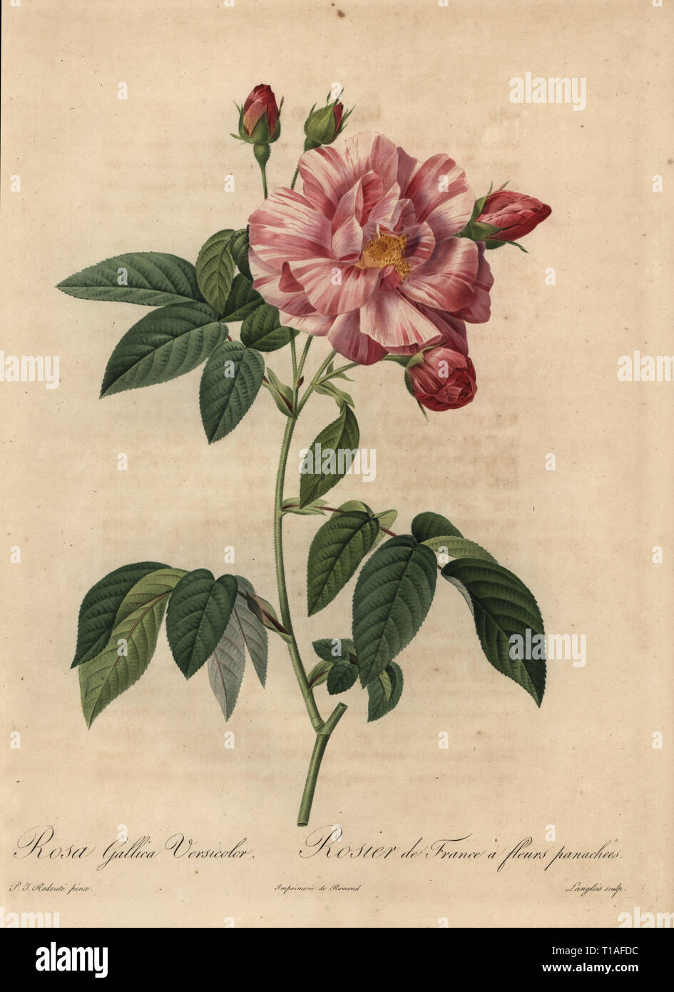 Pink and white Gallic rose or French rose, Rosa gallica versicolor, Rosier de France a fleurs panachees. Stipple copperplate engraving by Pierre Gabriel Langlois handcoloured a la poupee after a botanical illustration by Pierre-Joseph Redoute from the first folio edition of Les Roses, Firmin Didot, Paris, 1817. Stock Photo