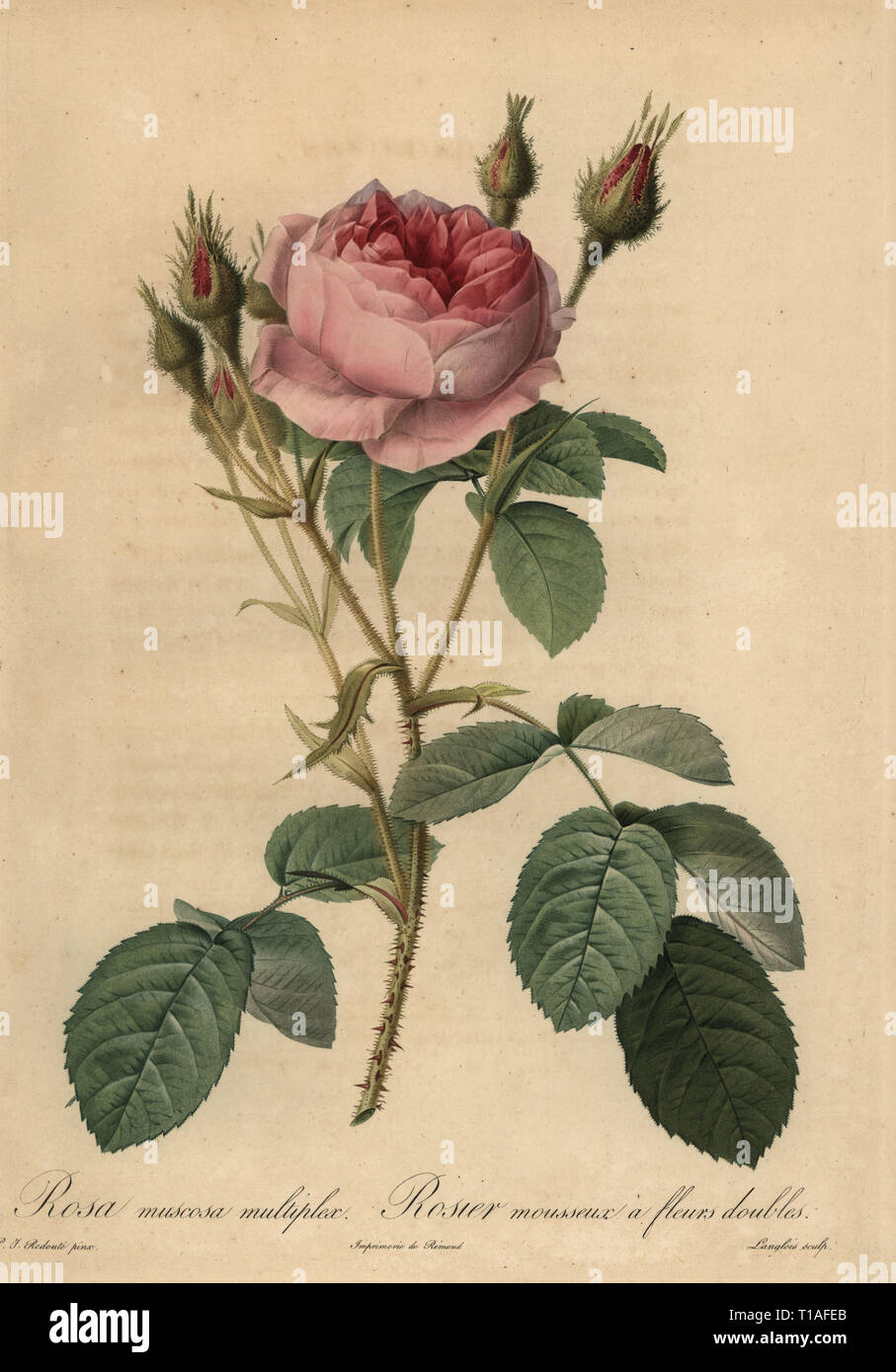 Pink moss rose, Rosa centifolia f. muscosa (Rosa muscosa multiplex, Rosier mousseux a fleurs doubles). Stipple copperplate engraving by Pierre Gabriel Langlois handcoloured a la poupee after a botanical illustration by Pierre-Joseph Redoute from the first folio edition of Les Roses, Firmin Didot, Paris, 1817. Stock Photo