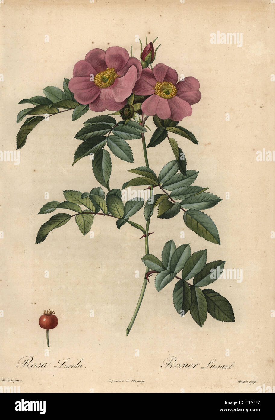 Violet Virginia rose, Rosa virginiana. Rosa lucida, Rosier luisant. Rosier a feuilles luisantes. Stipple copperplate engraving by Rosine-Antoinette Bessin handcoloured a la poupee after a botanical illustration by Pierre-Joseph Redoute from the first folio edition of Les Roses, Firmin Didot, Paris, 1817. Stock Photo