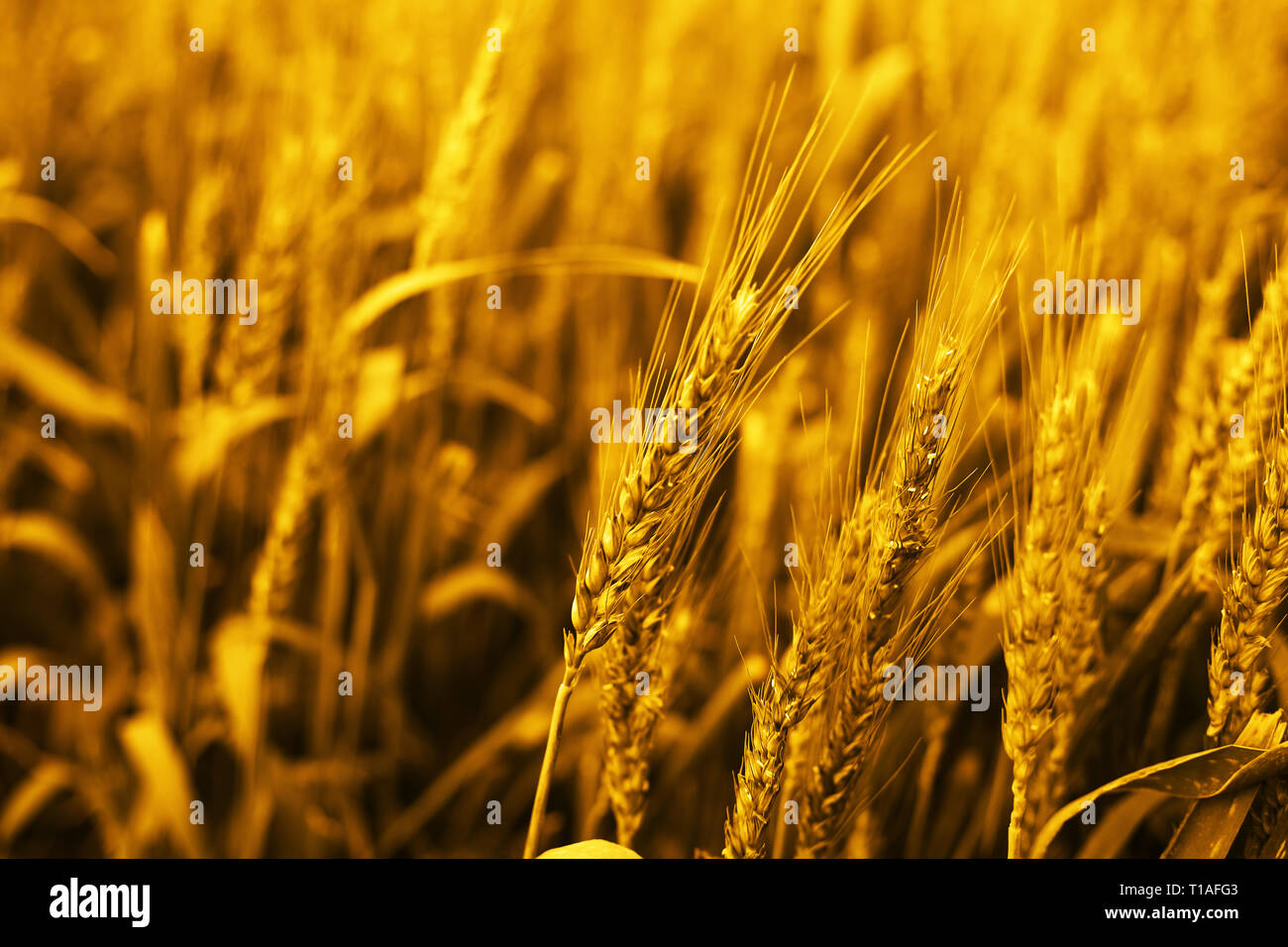 Picture of wheat fields for baisakhi festival in punjabi culture. Stock Photo
