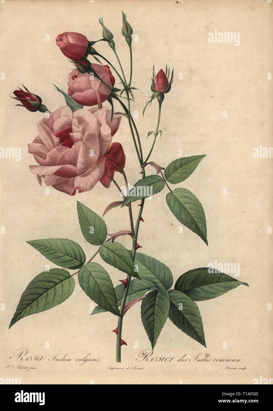 Pink China rose, Rosa chinensis. Rosa indica vulgaris, Rosier des Indes commun. Stipple copperplate engraving by Rosine-Antoinette Bessin handcoloured a la poupee after a botanical illustration by Pierre-Joseph Redoute from the first folio edition of Les Roses, Firmin Didot, Paris, 1817. Stock Photo