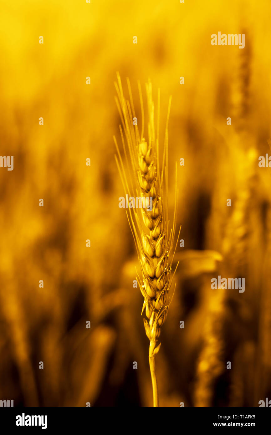 Portrait of wheat fields for baisakhi festival in punjabi culture Stock Photo - Alamy Portrait of wheat fields for baisakhi festival in punjabi culture Stock Photo - Alamy