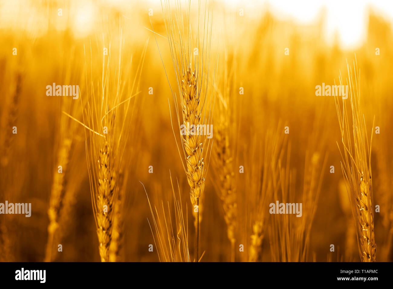 Photo of wheat fields for punjabi culture. Stock Photo