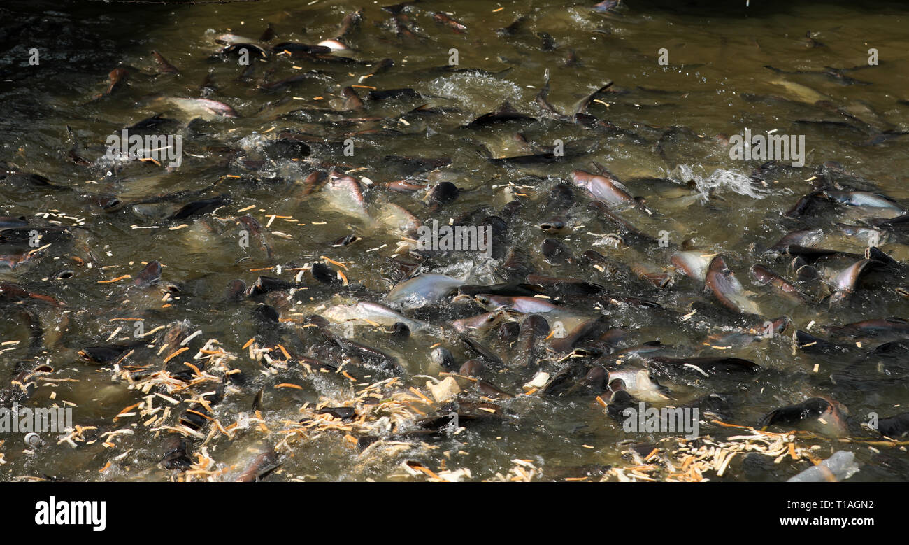 Fish in the river Chao Praya in Bangkok Stock Photo - Alamy