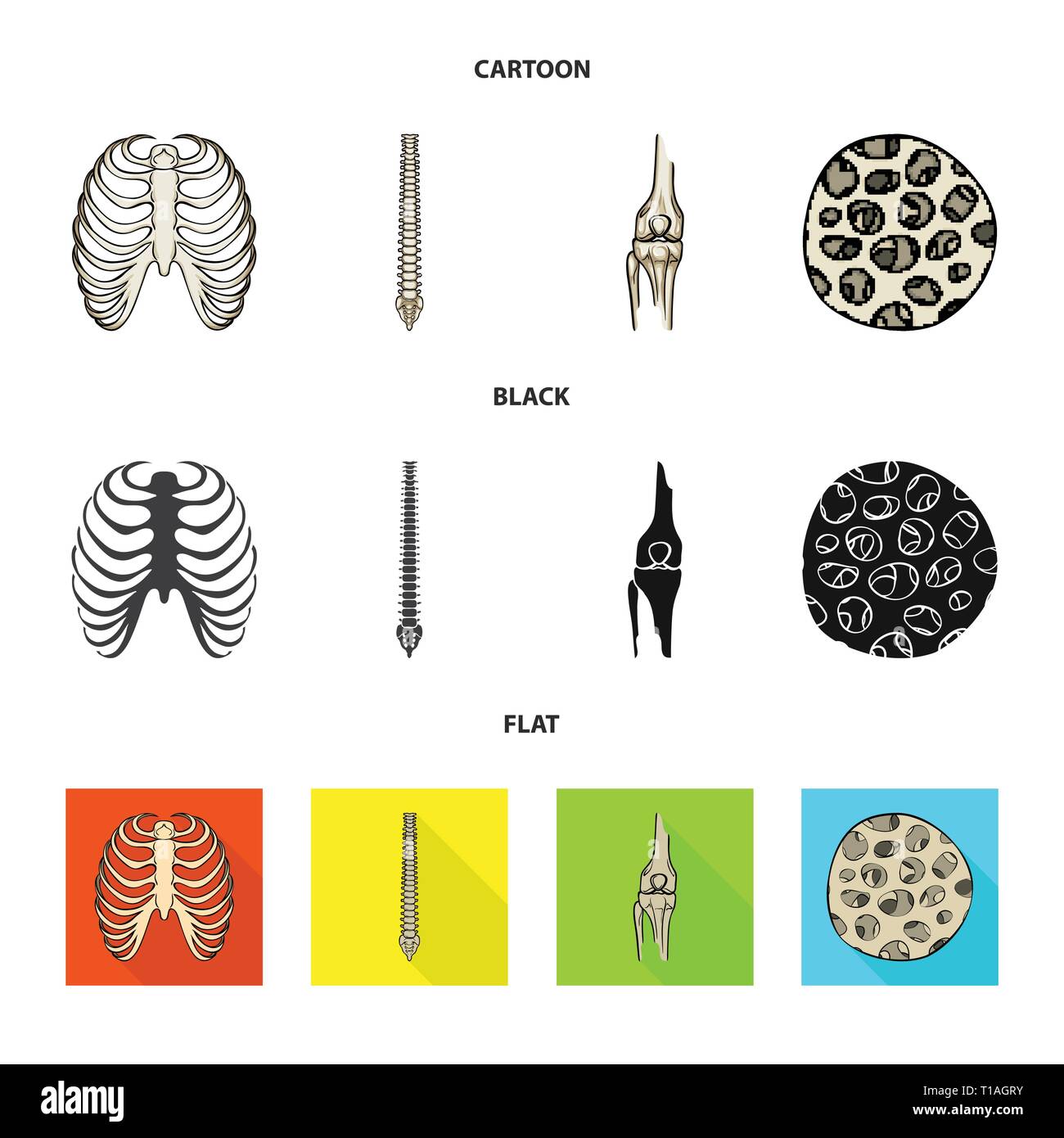 rib,spine,femur,fiber,cage,chiropractic,bony,healthy,xray,backbone,leg,scientific,body,spinal,knee,muscle,osteoporosis,tibia,epithelium,sternum,posture,fibula,epidermis,breastbone,joint,tendon,calcium,movement,cell,surgery,injury,medicine,clinic,biology,medical,bone,skeleton,anatomy,human,organs,set,vector,icon,illustration,isolated,collection,design,element,graphic,sign Vector Vectors , Stock Vector