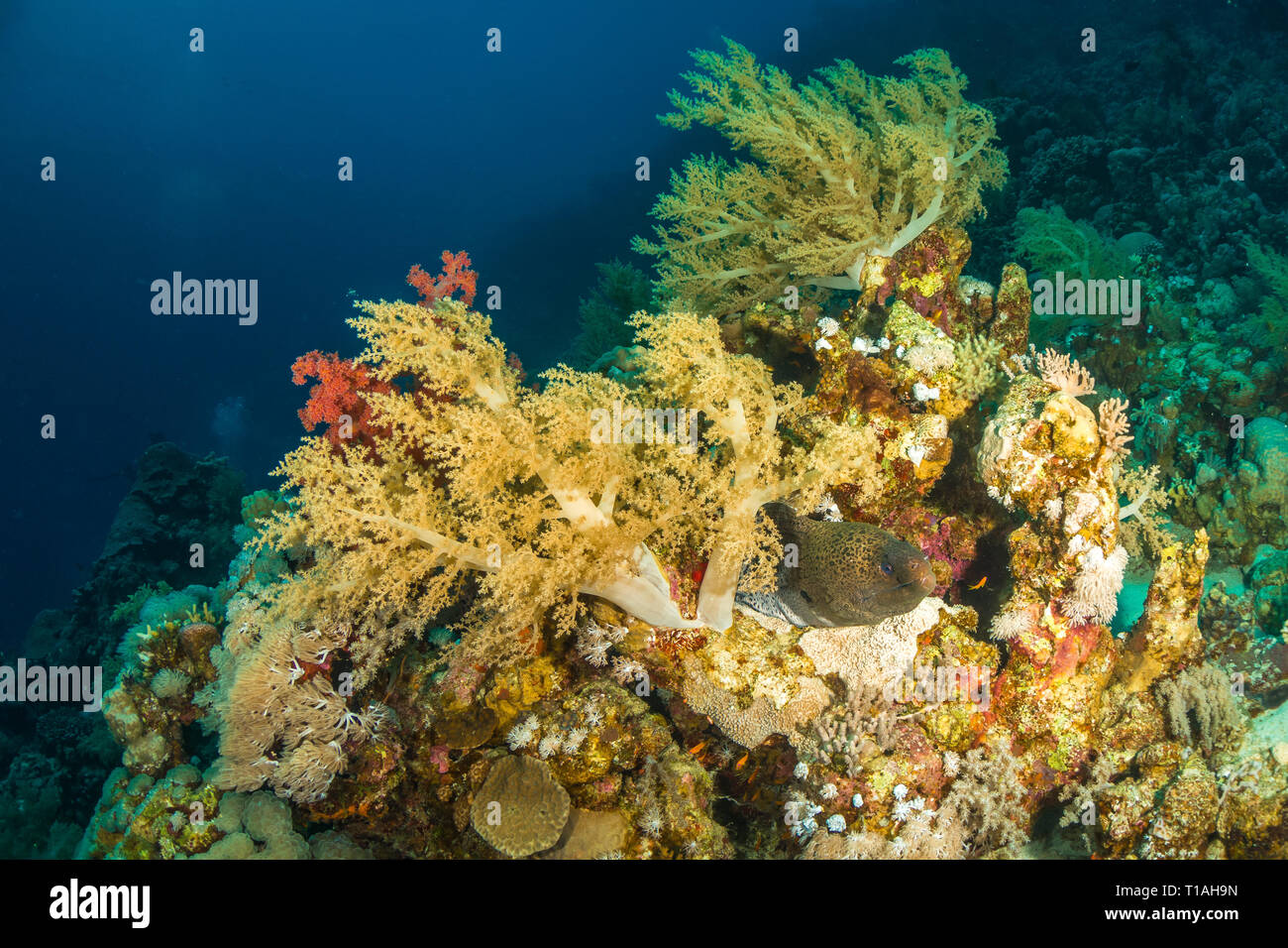 Moray eel in the red sea in egypt Stock Photo - Alamy