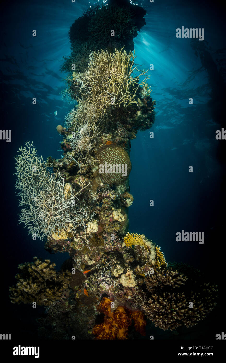 Jetty pylon hi-res stock photography and images - Alamy