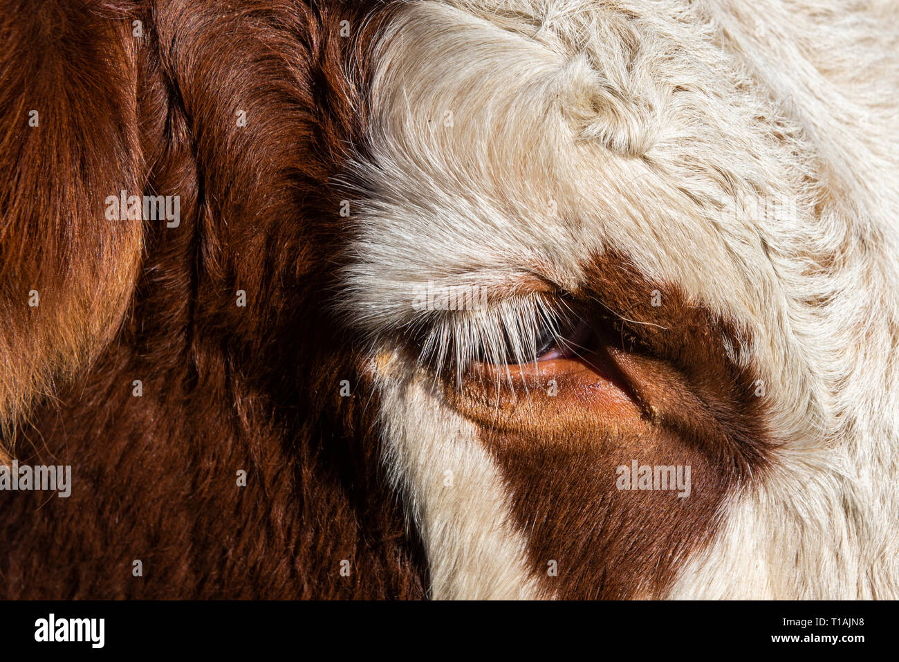 Eye and head of a cow of the breed Abondance in the French Alps. Stock Photo