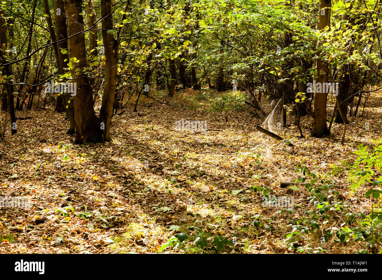 Light and shade Stock Photo Alamy