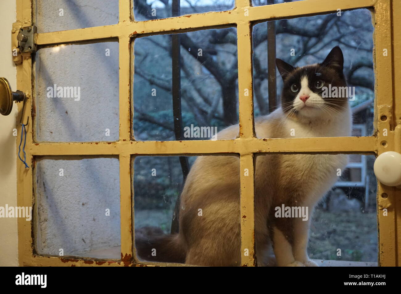Colorful kitty locked out of the old window Stock Photo