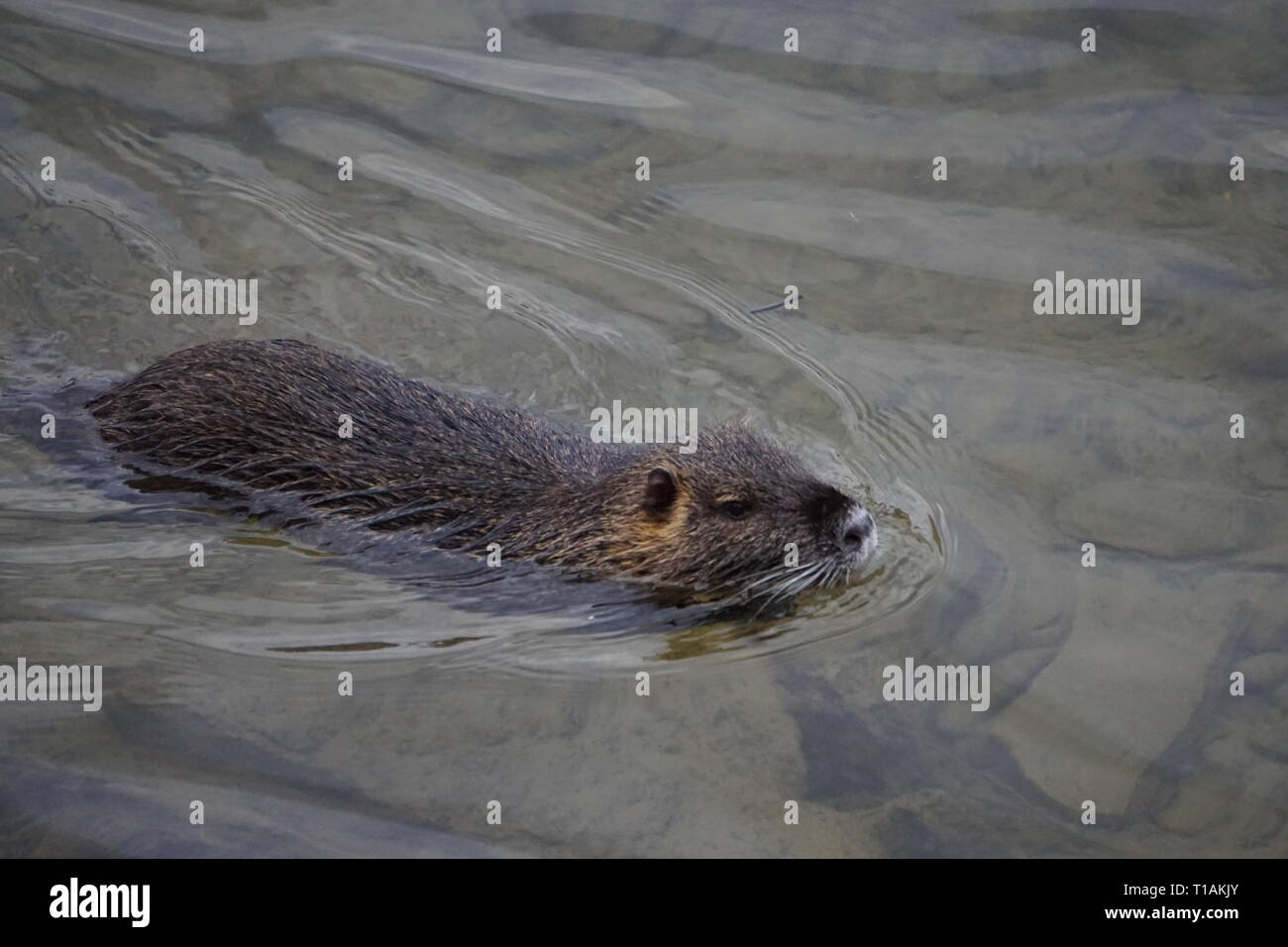 Musk rat swimming in the river in the countryside Stock Photo Alamy