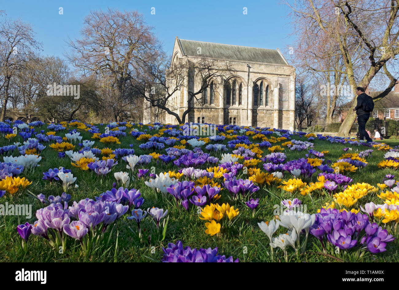Minster Library and colourful crocus flowers crocuses in spring Dean's Park York North Yorkshire England UK United Kingdom GB Great Britain Stock Photo