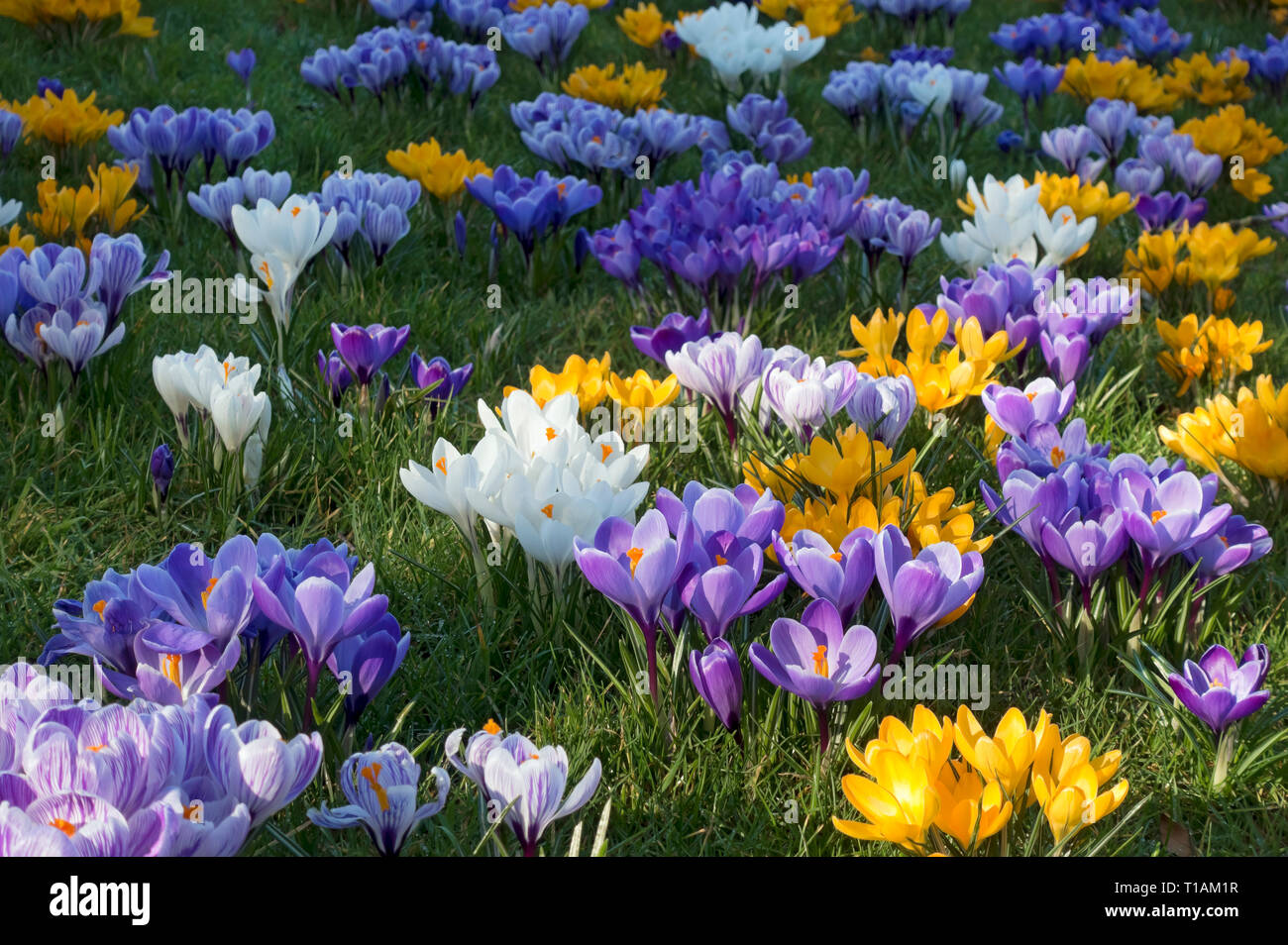 Close up of purple white yellow crocus flower flowers crocuses in spring England UK United Kingdom GB Great Britain Stock Photo