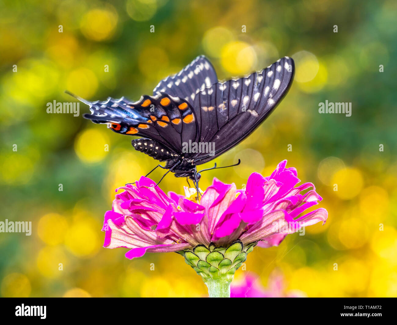 Papilio troilus, the spicebush swallowtail or green-clouded butterfly, is a common black swallowtail butterfly Stock Photo