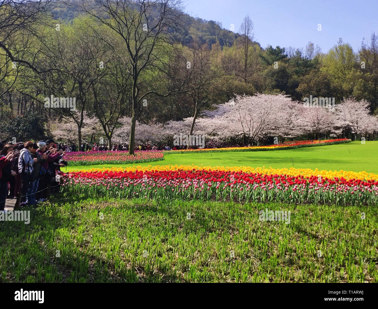 Spring In Hangzhou Hangzhou, Hangzhou, China. 25th Mar, 2019. Hangzhou, CHINA-Tourists ...