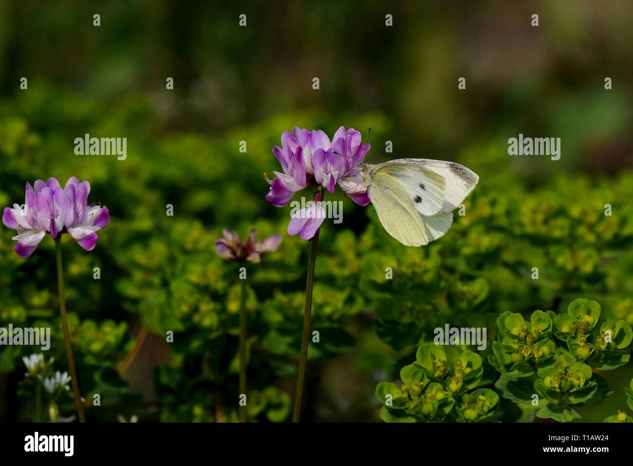 Shanghai, China. 23rd Mar, 2019. Milkvetch blossoms are seen in Dongjing Township, Songjiang District of Shanghai, east China, March 23, 2019. Credit: Zhang Jiansong/Xinhua/Alamy Live News Stock Photo