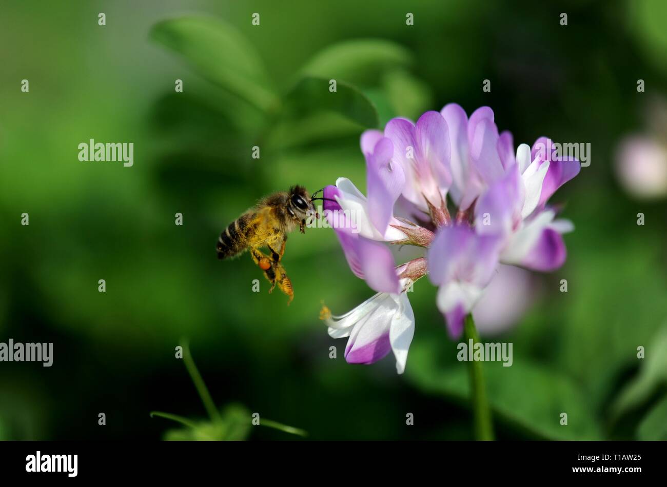 Shanghai, China. 23rd Mar, 2019. A milkvetch blossom is seen in Dongjing Township, Songjiang District of Shanghai, east China, March 23, 2019. Credit: Zhang Jiansong/Xinhua/Alamy Live News Stock Photo
