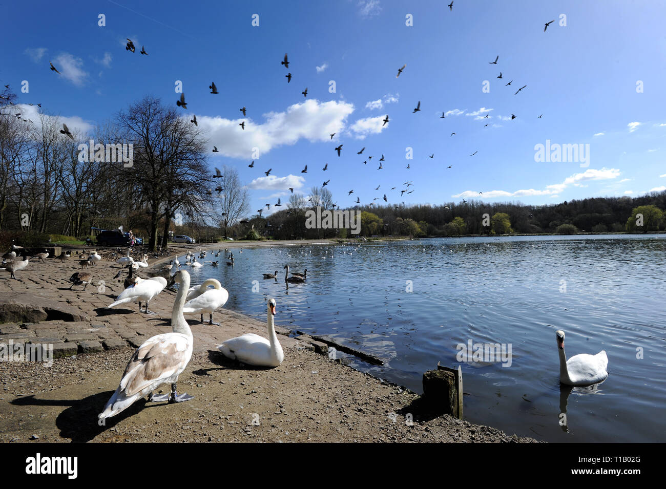 swanBolton, Lancashire, UK. 25th March, 2019. Glorious Spring sunshine this afternoon brought the crowds out to Moses Gate Country Park, Bolton, Lancashire. A perfect start to the week as blue skies and warm sunshine are expected to continue until the weekend in the North West of England. Swans and other birds bask in the sunshine. Picture by Credit: Paul Heyes/Alamy Live News Stock Photo