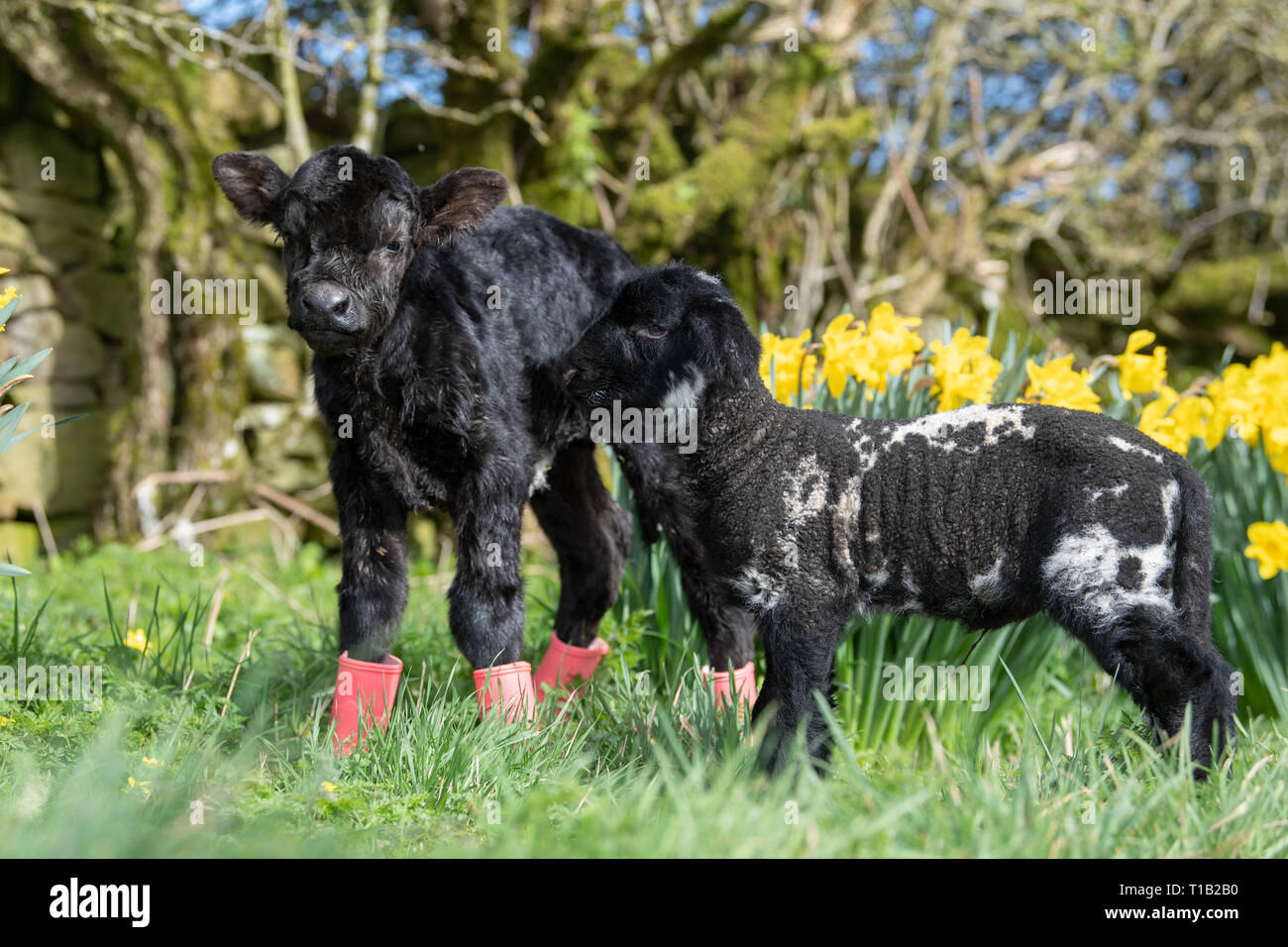Cumbria, UK. 25th Mar 2019. Daisy Duke the pet lamb with his pal, Minnie, the tiny Aberdeen Angus calf, out enjoying the sunshine in among the daffodills. Minnie was born over the weekend in Cumbria. She is too small to stay on her mother, weighing only 15kg and standing 23inches high, so is living with the farms pet lambs! A normal Angus calf weighs in at around 45kg at Birth Credit: Wayne HUTCHINSON/Alamy Live News Stock Photo