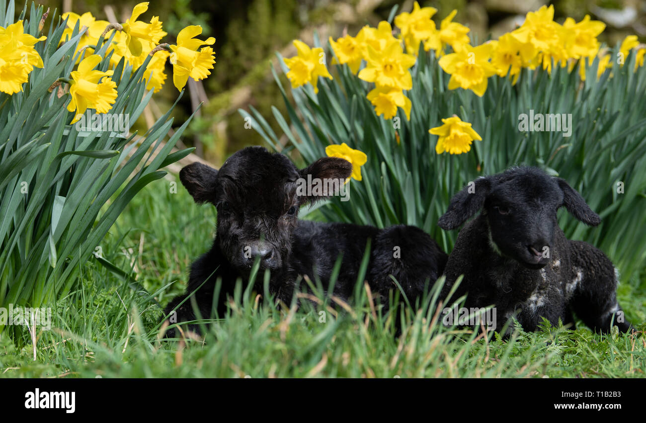 Cumbria, UK. 25th Mar 2019. Daisy Duke the pet lamb with his pal, Minnie, the tiny Aberdeen Angus calf, out enjoying the sunshine in among the daffodills. Minnie was born over the weekend in Cumbria. She is too small to stay on her mother, weighing only 15kg and standing 23inches high, so is living with the farms pet lambs! A normal Angus calf weighs in at around 45kg at Birth Credit: Wayne HUTCHINSON/Alamy Live News Stock Photo