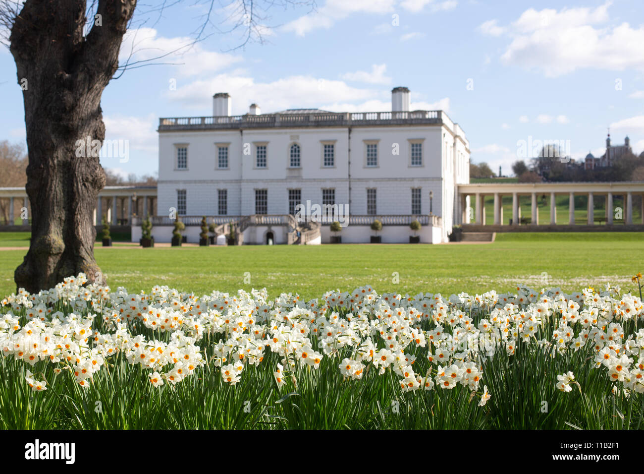 London, UK. 25th March, 2019. White and orange daffodils pictured in sunshine in front of the historic Queen's House in Greenwich. Credit: Rob Powell/Alamy Live News Stock Photo