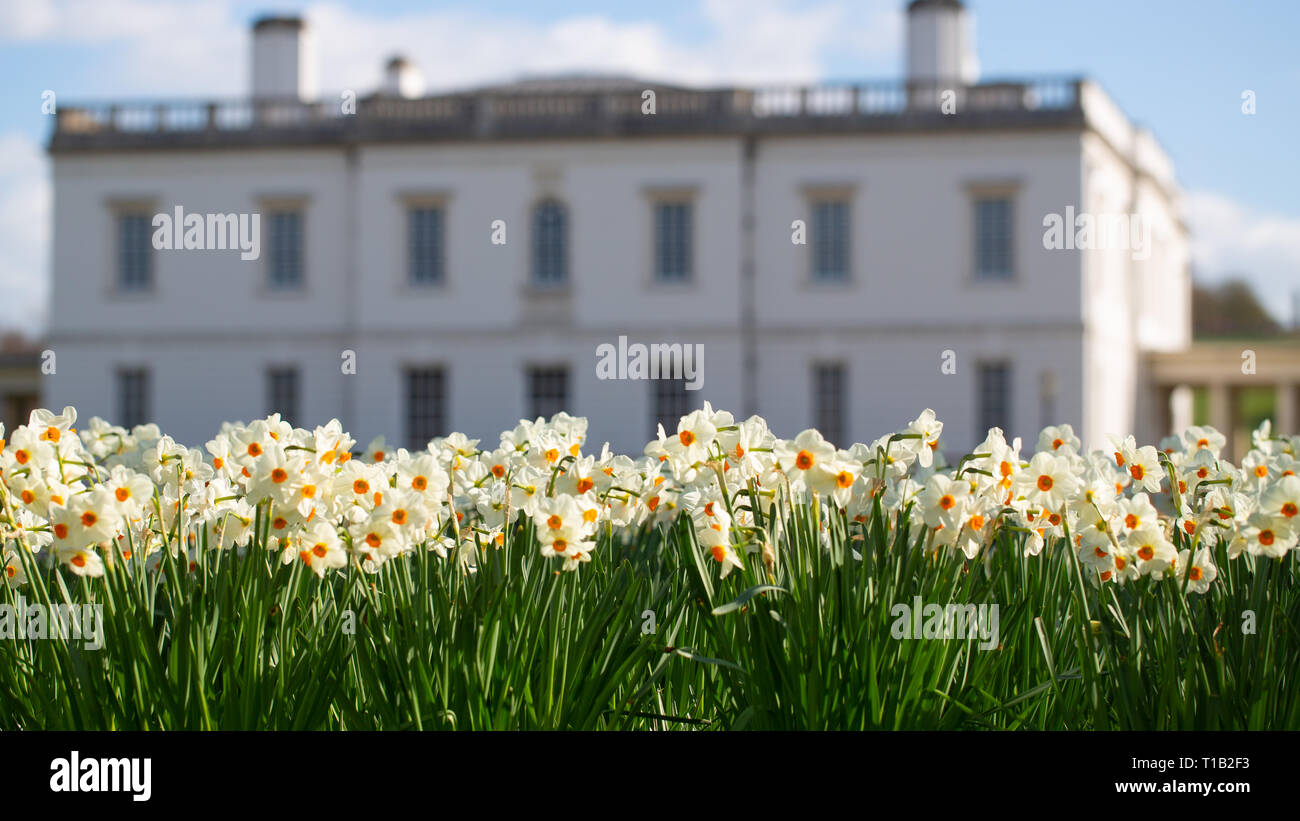 London, UK. 25th March, 2019. White and orange daffodils pictured in sunshine in front of the historic Queen's House in Greenwich. Credit: Rob Powell/Alamy Live News Stock Photo